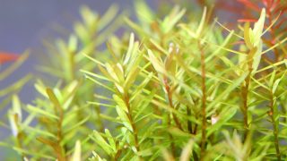 Thumbnail of post image 124